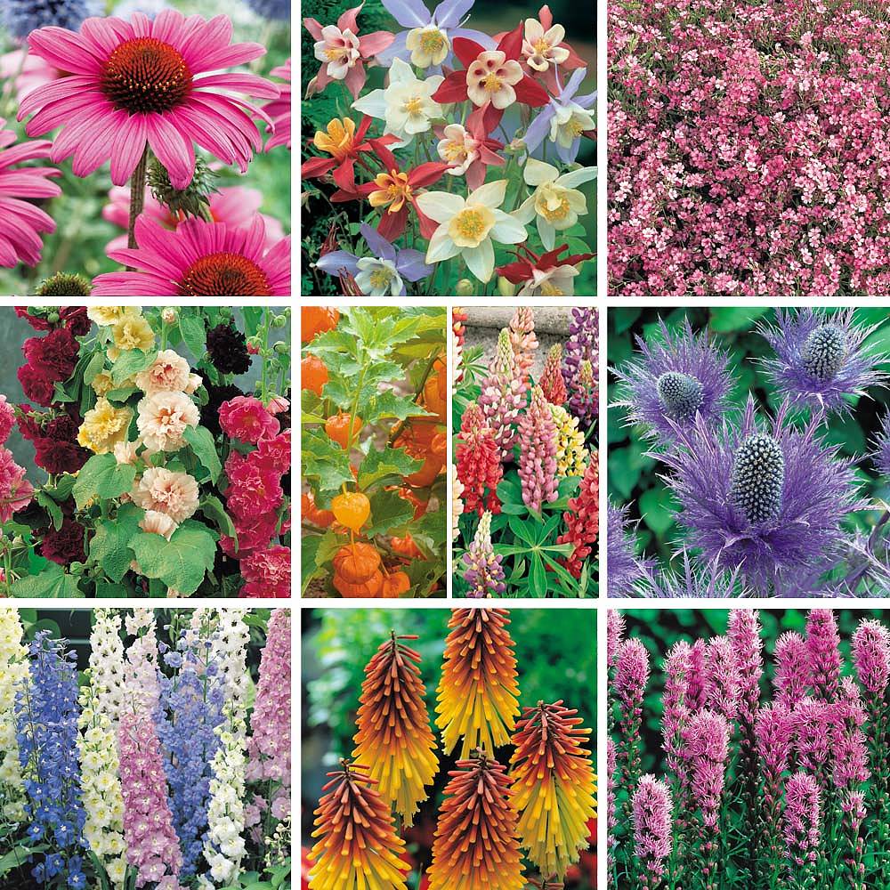 40 Perennials 'Bargain Perennials Collection' Van Meuwen