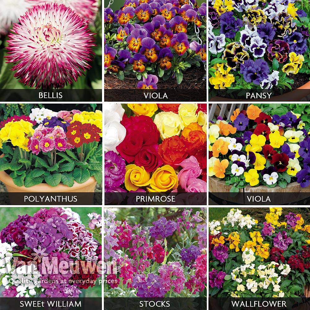 Winter Bedding Plants Bumper Collection