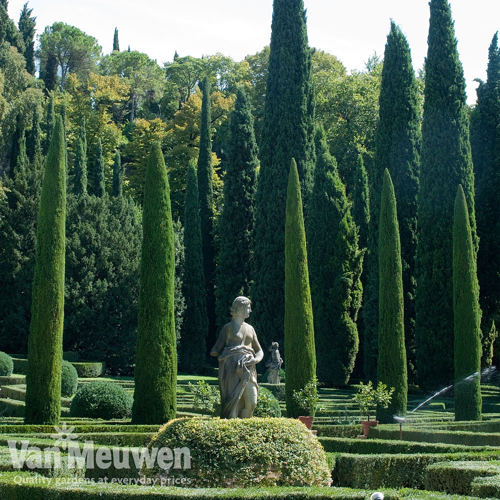 italian cypress van meuwen