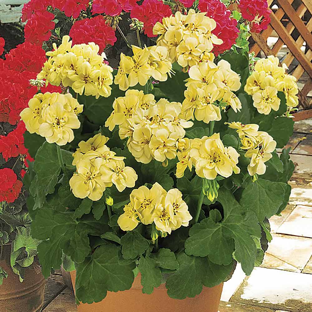 Geranium 'First Yellow Improved' Van Meuwen