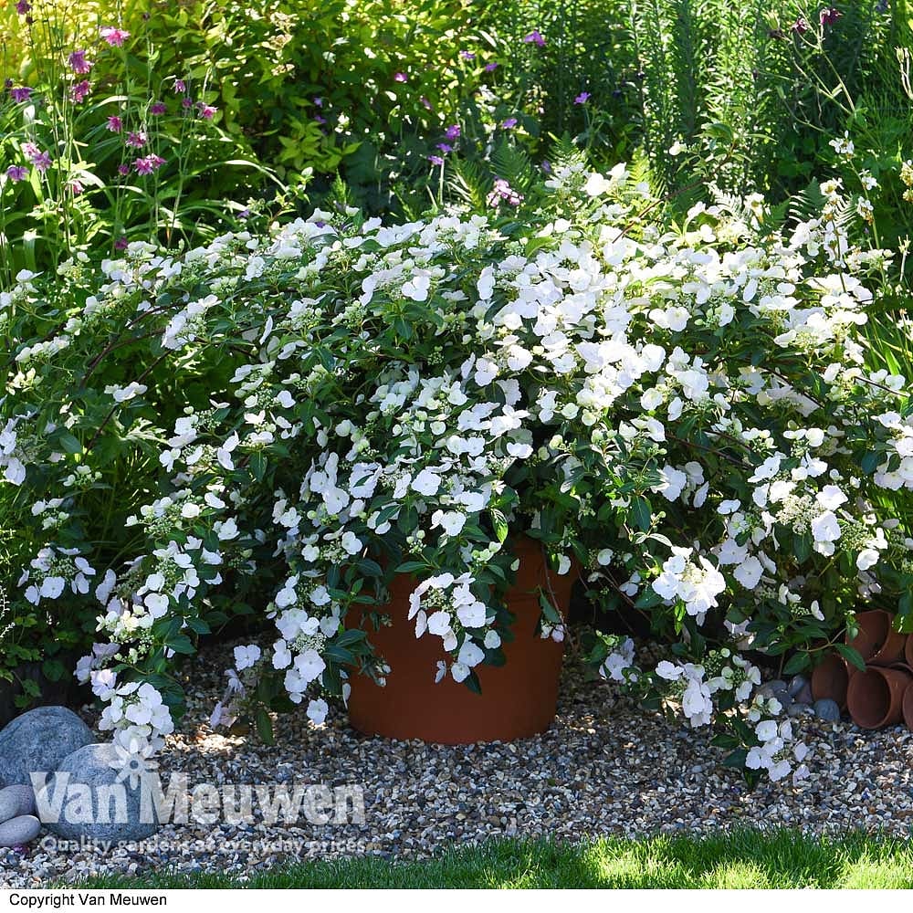 Hydrangea 'Runaway Bride® Snow White' Van Meuwen