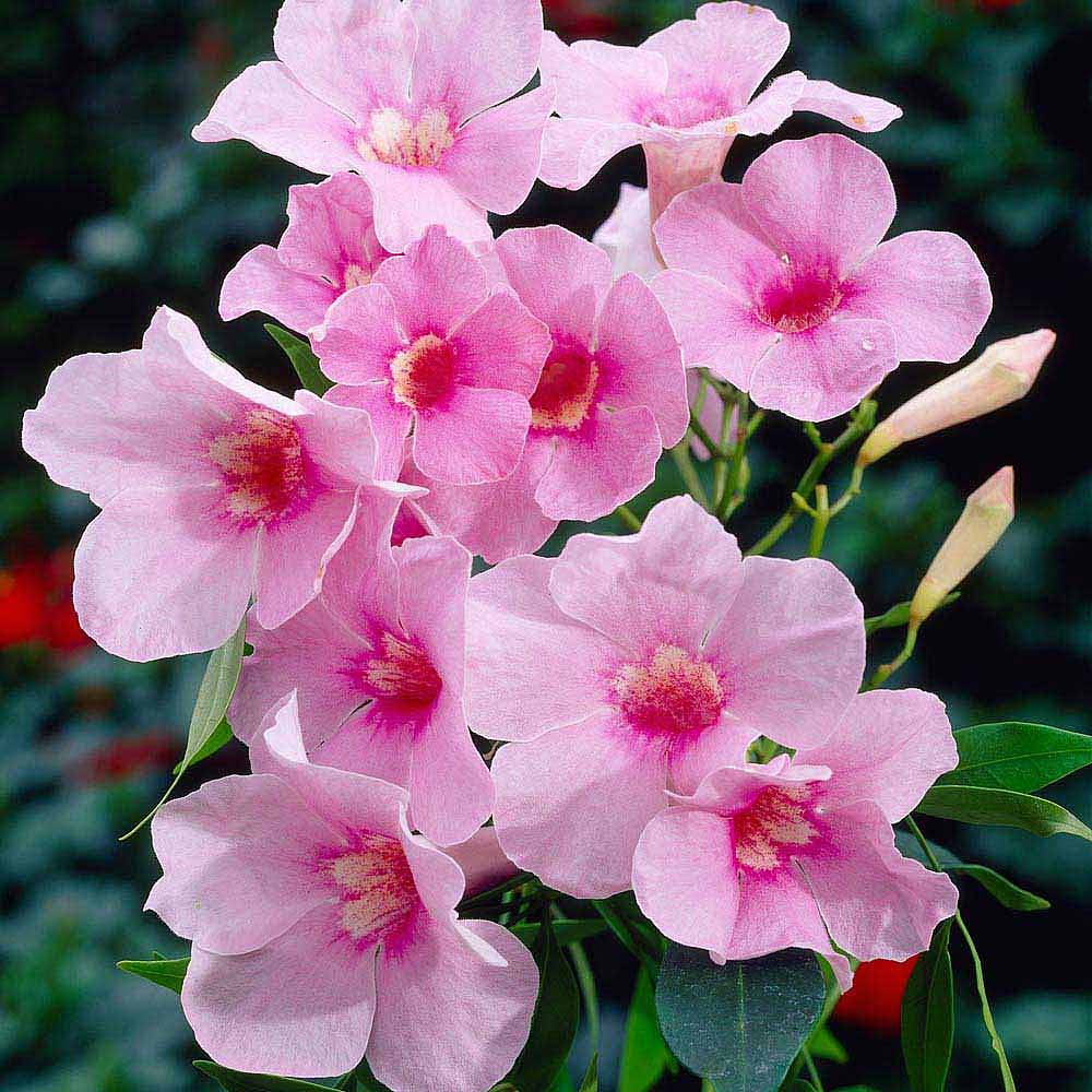 Pandorea Jasminoides Rosea Bower Plant Nonia Pandorea Jasminoides Rosea Bower Plant Nonia