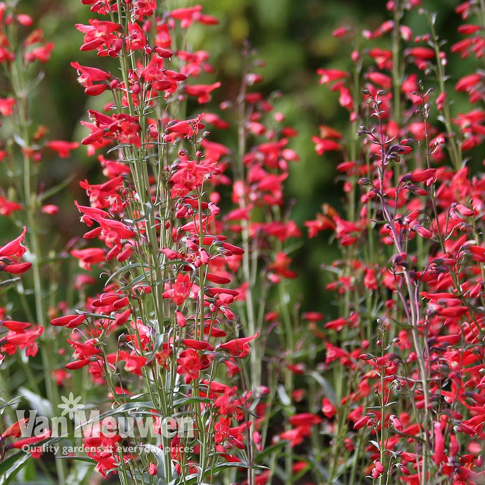 penstemon twizzle