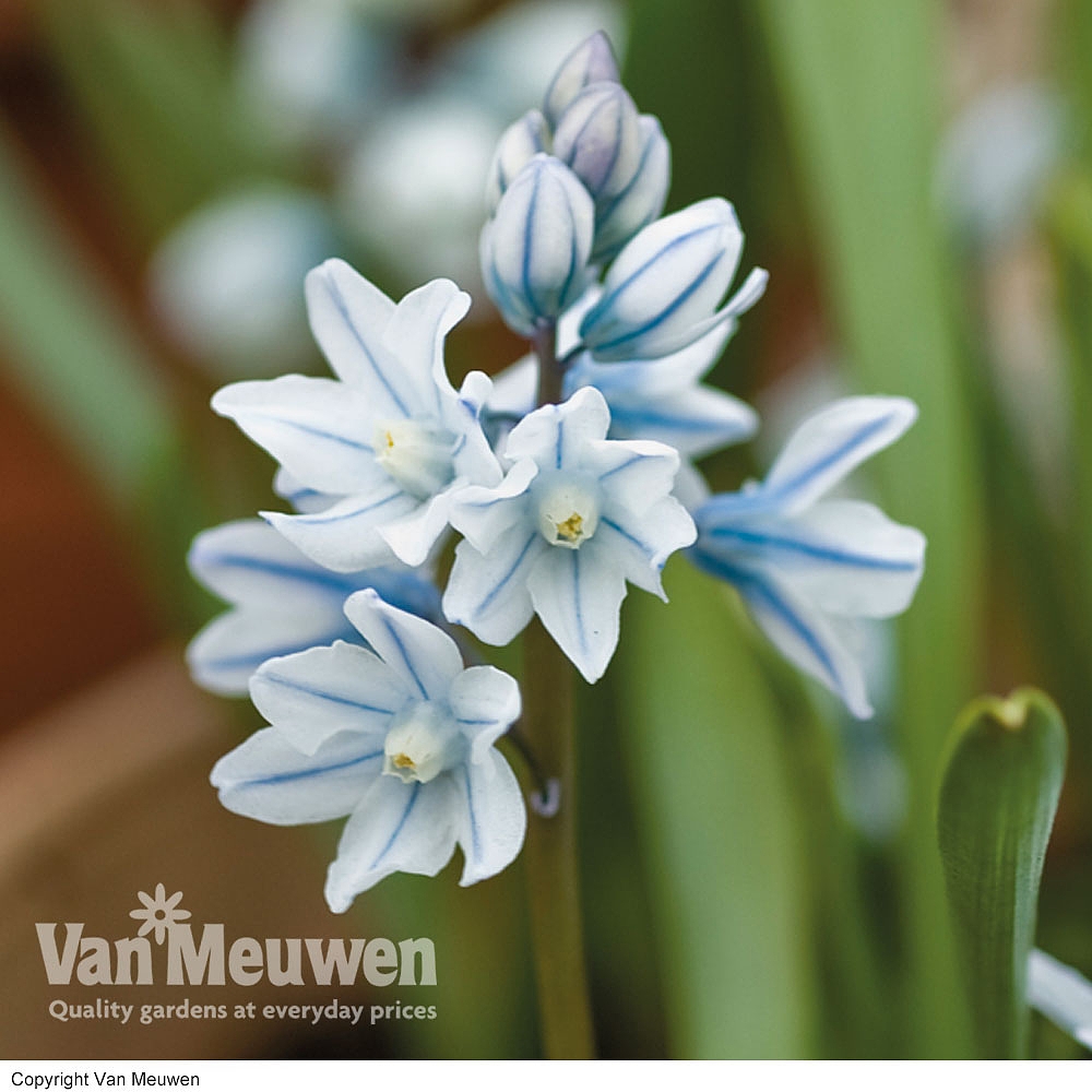 russian snowdrop van meuwen
