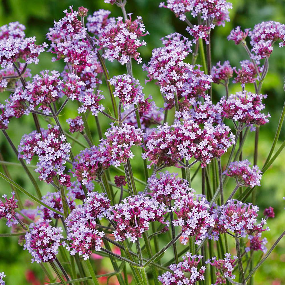 Verbena Bonariensis Lollipop Van Meuwen