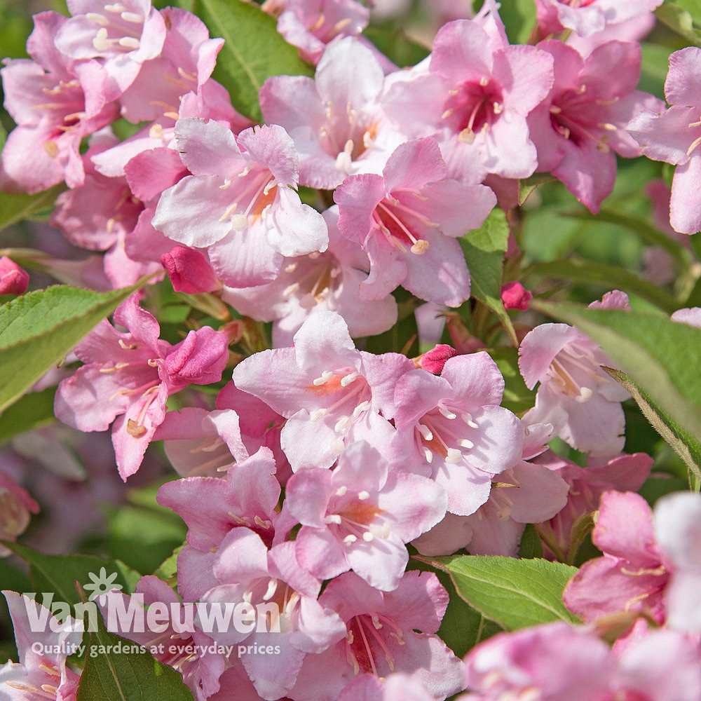 Weigela rosea Van Meuwen