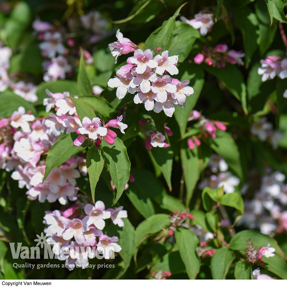 Weigela rosea Van Meuwen