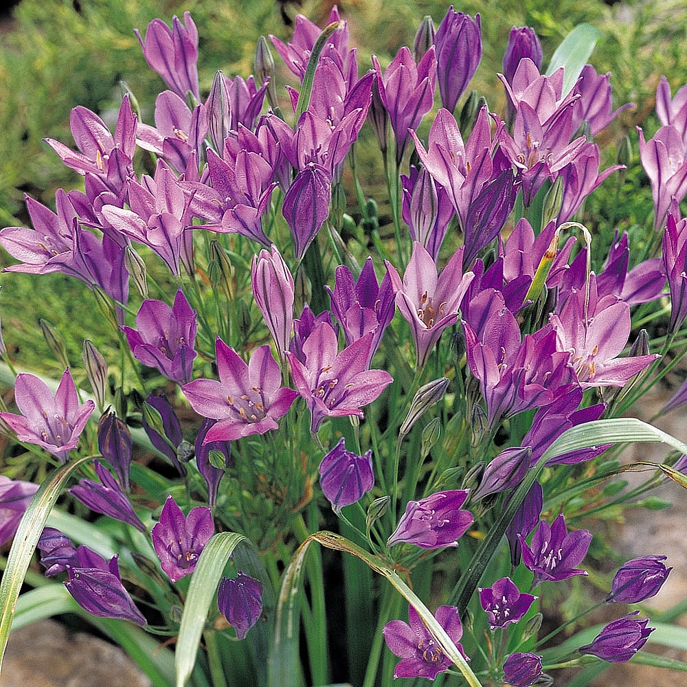 Best Flower Bulbs For Zone 8 at Faustino Negron blog
