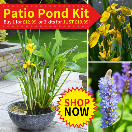 Van Meuwen Uk Garden Plant Suppliers