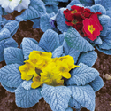 Primula Arctic Blue Mixed