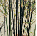 Black Bamboo