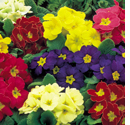 Polyanthus Crescendo