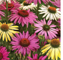 Echinacea Blend