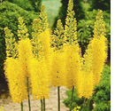 Foxtail Lily