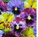 Pansy Chalon