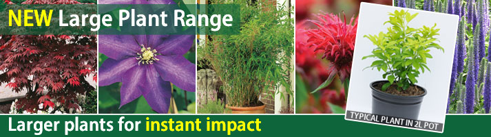New Large Plants range - 4 for the price of 3
