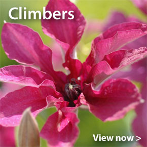 Large Plants despatching now - Climbers