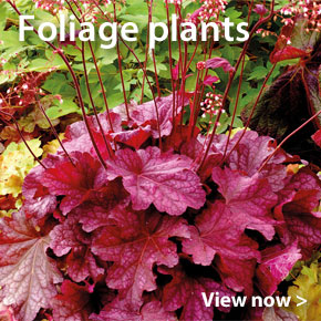 Large Plants despatching now - Foliage Plants