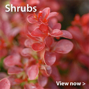 Large Plants despatching now - Shrubs