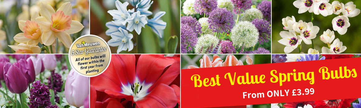 Spring Flowering Bulbs