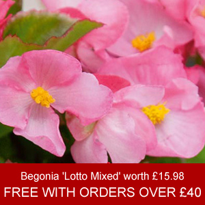 48 Begonia 'Lotto Mixed' plug plants, worth Â£15.98, FREE* with orders over Â£40!