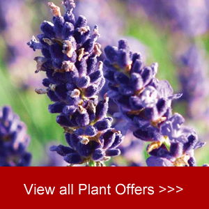 View all Plant Offers