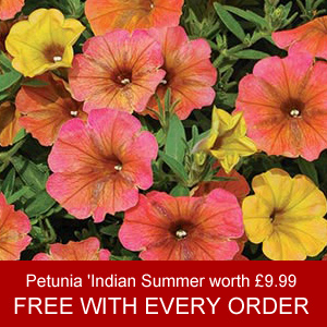 10 Petunia 'Indian Summer' plug plants, worth Â£9.99, FREE* with every order!
