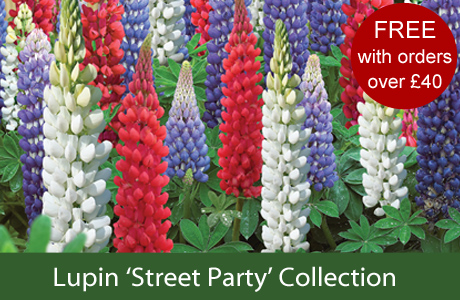 FREE* Lupin Street Party Collection, with orders over Â£40! worth Â£23.97