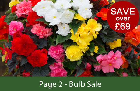Bulb Sale - Save over Â£69