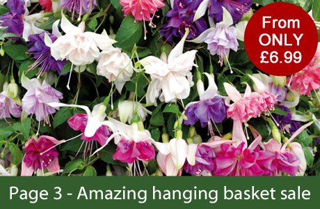 Amazing hanging basket sale
