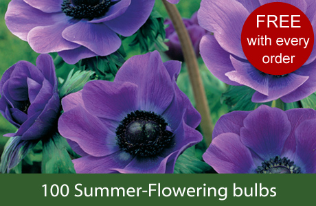 100 Summer flowering bulbs, with every order! worth Â£19.99