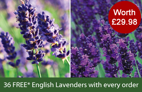 36 English Lavenders with every order! worth Â£29.98