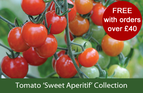 FREE* Tomato Collection, with orders over Â£40! worth Â£26.96