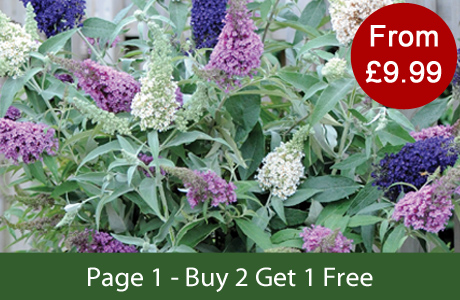 Page 1 - Buy 2 Get 1 FREE
