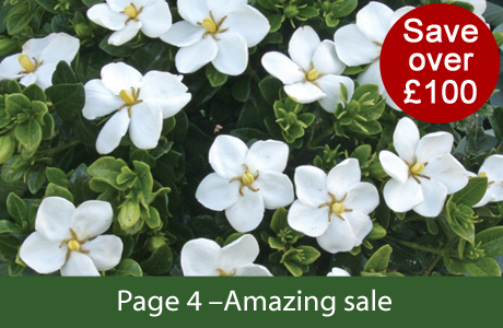 Amazing sale