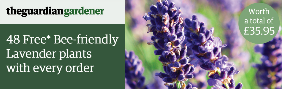 48 Free* Bee-friendly Lavender plants with every order - Worth Â£35.95