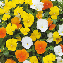 View all Flower Plants
