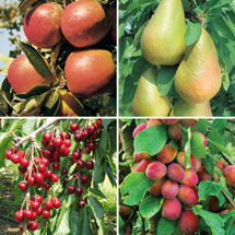 View all Fruit Plants