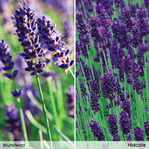 48 Free* Bee-friendly Lavender plants with every order - Worth Â£35.95