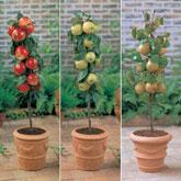 Dwarf Apple and Pear Trees