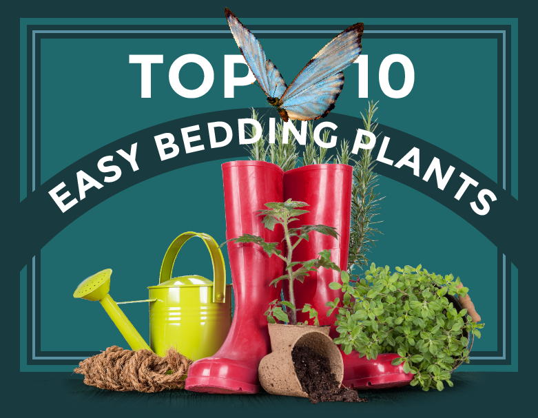 Easy Gardening with Van Meuwen - Top Ten Bedding Plants