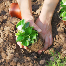 planting