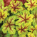 facebook-sessions-heuchera-plant