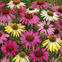 Save 20% on all Flower Plants and Bulbs