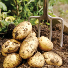 How to plant and grow potatoes