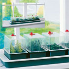 Great Value Windowsill Propagator