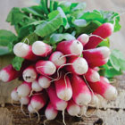 Radish 'French Breakfast 3'