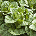 Lettuce 'Frisco' (Cos)