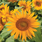 Sunflower 'Irish Eyes' Seeds