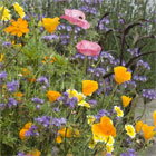 Wildflower Seed Mixture'